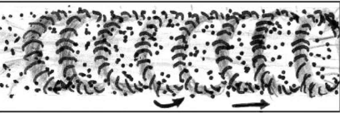 луч по пруссову.png